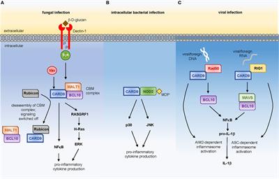 Human CARD9: A Critical Molecule of Fungal Immune Surveillance